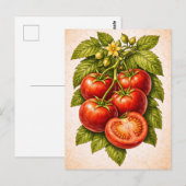 Vintage-Style Tomato Botanical Illustration ポストカード (正面/裏面)