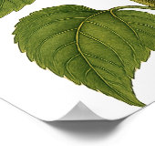 Vintage Sunflower ポスター (角)