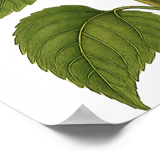 Vintage Sunflower ポスター (角)