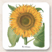 Vintage Sunflower Flower by Basilius Besler コースター (正面)