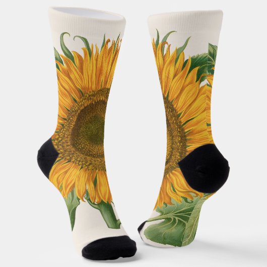 Vintage Sunflower Flower by Basilius Besler ソックス (傾斜あり)