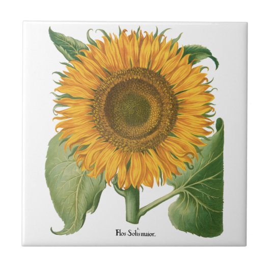 Vintage Sunflower Flower by Basilius Besler タイル (正面)