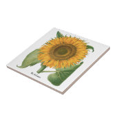 Vintage Sunflower Flower by Basilius Besler タイル (側面)