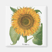 Vintage Sunflower Flower by Basilius Besler マグネット (正面)