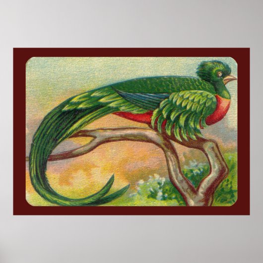Vintage Tropical Bird Print ポスター (正面)