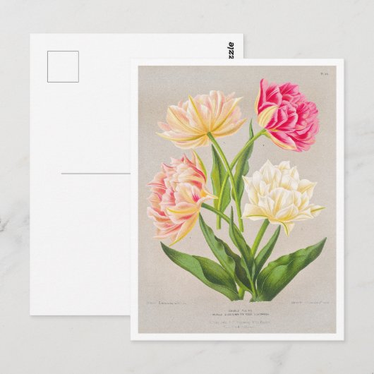 Vintage Tulip Postcard ポストカード (正面/裏面)