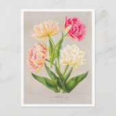 Vintage Tulip Postcard ポストカード (正面)