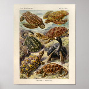 Vintage Turtles Color Ernst Haeckel Art Print ポスター