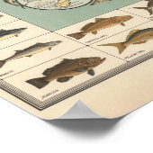 Vintage US Fish Map ポスター (角)