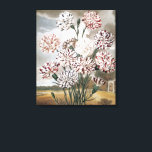 Vintage Variegated Carnation Flowers with Grey Sky キャンバスプリント<br><div class="desc">Vintage illustration botanical nature design featuring variegated carnations with an antique landscape design with grey storm clouds.</div>