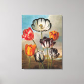 Vintage Variegated Tulip Flowers in a Landscape キャンバスプリント (正面)