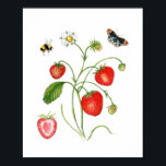 Vintage Watercolor Strawberry botanical Poster ポスター<br><div class="desc">Vintage style Watercolor Strawberry botanical illustration.</div>