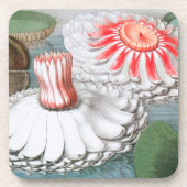 Vintage Waterlily Flowers, Waterlilies in a Pond コースター (正面)