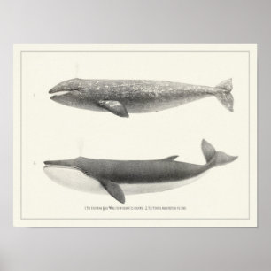 Vintage Whale-California Gray Whale&Finback Whale ポスター