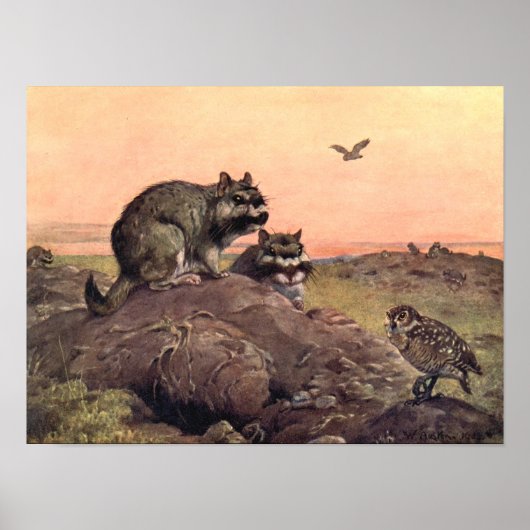 Vintage Wild Animals, Vizcachas by Winifred Austen ポスター (正面)