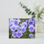 Viola:Postcard ポストカード (スタンド正面)