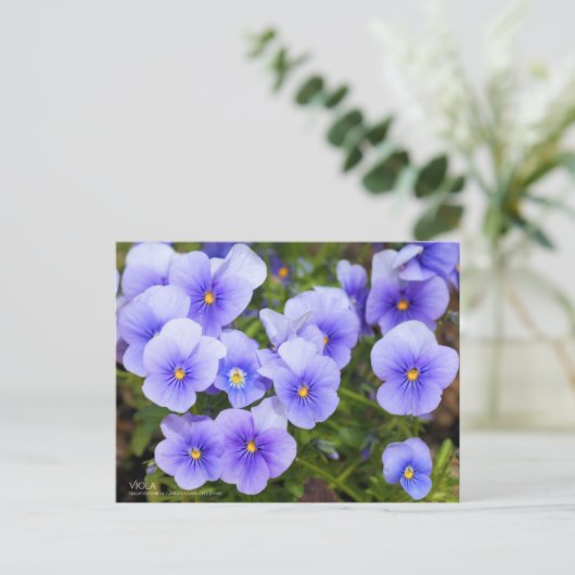 Viola：Postcard ポストカード (スタンド正面)