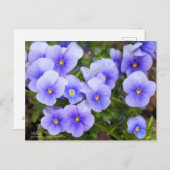 Viola:Postcard ポストカード (正面/裏面)