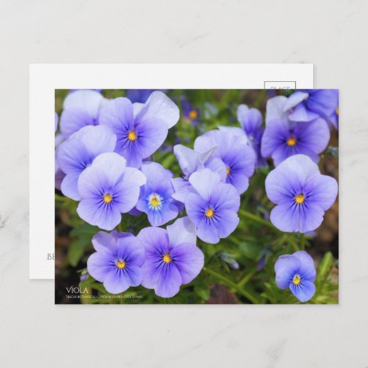 Viola：Postcard ポストカード (正面/裏面)