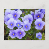 Viola：Postcard ポストカード (正面)