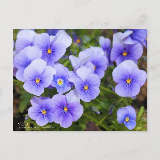 Viola:Postcard ポストカード (正面)