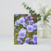 Viola [Postcard] ポストカード (スタンド正面)