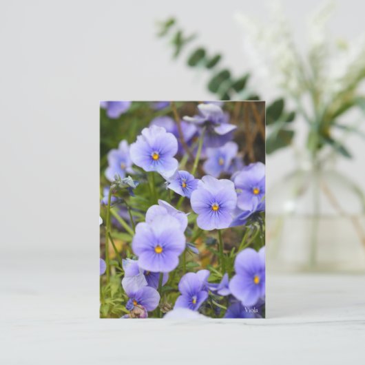 Viola [Postcard] ポストカード (スタンド正面)