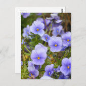 Viola [Postcard] ポストカード (正面/裏面)