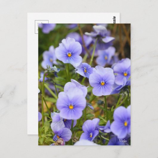 Viola [Postcard] ポストカード (正面/裏面)