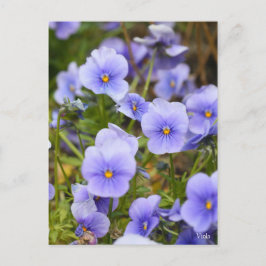 Viola [Postcard] ポストカード