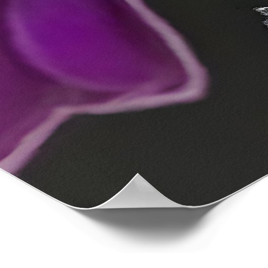 Violet-backed Starling ポスター (角)