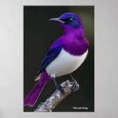 Violet-backed Starling  ポスター (正面)
