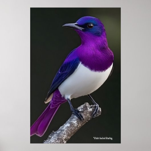 Violet-backed Starling  ポスター (正面)
