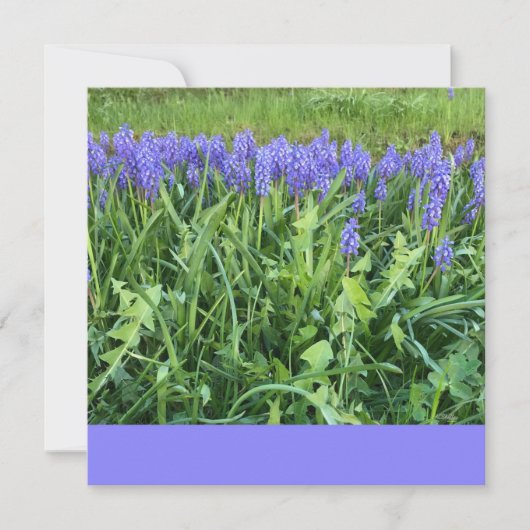 Violet Bluebels Photography - Herschberg, Germany ノートカード (正面)