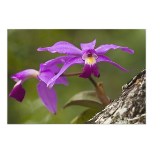 Violet Cattleya Orchid Cattleya violacea （ヴァイオレット・ フォトプリント (正面)