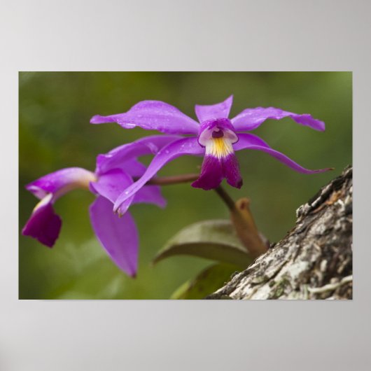 Violet Cattleya Orchid Cattleya violacea （ヴァイオレット・ ポスター (正面)
