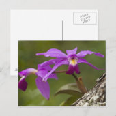 Violet Cattleya Orchid Cattleya violacea （ヴァイオレット・ ポストカード (正面/裏面)