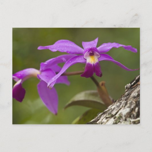 Violet Cattleya Orchid Cattleya violacea （ヴァイオレット・ ポストカード (正面)