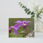 Violet Cattleya Orchid Cattleya violacea （ヴァイオレット・ ポストカード (スタンド正面)