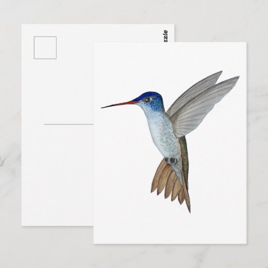 Violet-crowned hummingbird ポストカード (正面/裏面)
