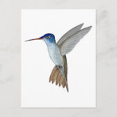 Violet-crowned hummingbird ポストカード (正面)