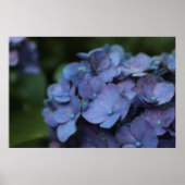 Violet in Twilightポスター ポスター (正面)