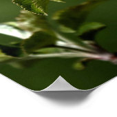 Virginia Apple Blossoms ポスター (角)