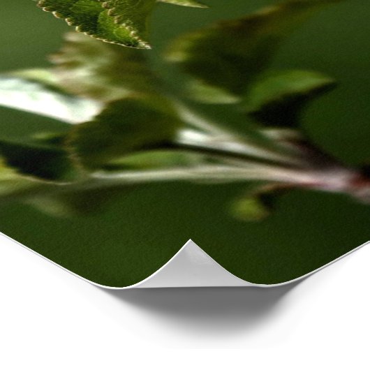 Virginia Apple Blossoms ポスター (角)