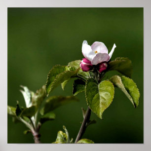 Virginia Apple Blossoms ポスター