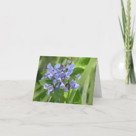 Virginia bluebell (Mertensia virginica)カード シーズンカード