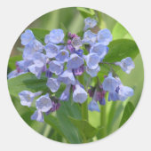 Virginia Bluebell (Mertensia virginica)シール ラウンドシール (正面)