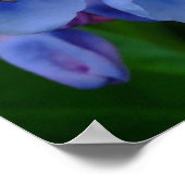 Virginia Bluebels氏、ポスター ポスター (角)