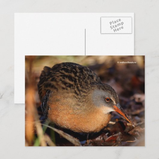 Virginia Rail Waterbird in Underbrush ポストカード (正面/裏面)