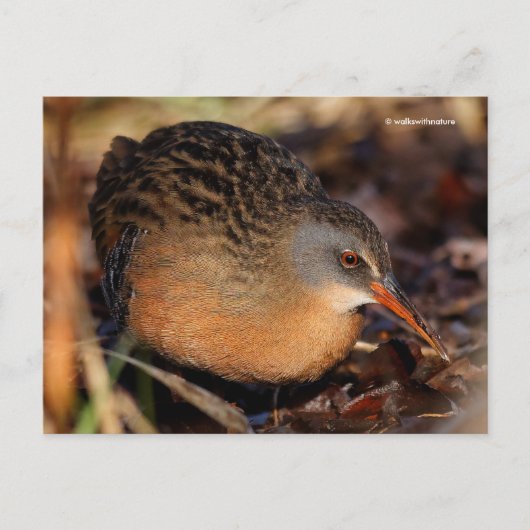 Virginia Rail Waterbird in Underbrush ポストカード (正面)